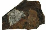 Fossil Ginkgo Leaf From North Dakota - Paleocene #215497-1
